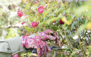 4 loại cây chẳng bao giờ cần cắt tỉa