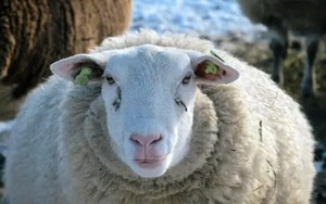 Giải mã bí ẩn đàn cừu đi vòng tròn liên tục hơn mười ngày không nghỉ