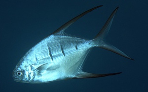 Hàng chục người bị cá ăn thịt tấn công khi tắm sông ở Argentina