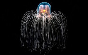 Loài vật bất tử duy nhất trên thế giới