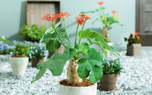 4 loại cây tránh đặt trong nhà vào năm Bính Ngọ