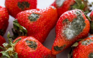 Năm nào cũng nhắc nhưng vẫn có nhà quên: Bỏ ngay ý định cúng loại quả này ngày Táo quân nếu muốn năm mới hanh thông, bớt chông gai