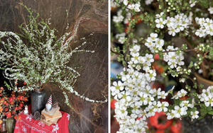 Bí quyết chăm sóc tuyết mai ra hoa đúng Tết Nguyên đán