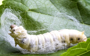 Ấn Độ tìm ra "mỏ vàng mới", giải bài toán sống còn của ngành kinh tế đứng thứ 2 thế giới