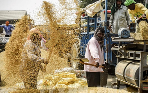 Quốc gia châu Á sản xuất 150 triệu tấn gạo/năm, vừa vượt Trung Quốc trở thành nhà cung cấp số 1 thế giới