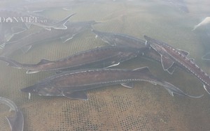 Lão nông Đắk Nông thu 1,8 tỷ đồng từ nuôi loài 'thủy quái' râu dài, không xương, không vảy