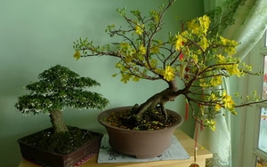 Cảnh báo đặc biệt tới các gia đình vẫn đang bày hoa từ Tết và ngày Rằm