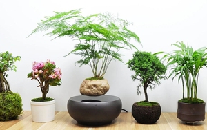 12 con giáp trồng cây gì trong tháng 3 để kích hoạt tài vận?