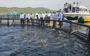 Nuôi biển công nghệ cao khởi sắc