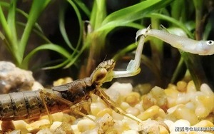 Ấu trùng chuồn chuồn ăn 3.000 con muỗi mỗi năm nhưng lại trở thành món ăn khoái khẩu của con người