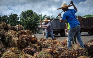Xăng, dầu tăng giá chóng mặt, loại dầu được coi là 'nhiên liệu tương lai' này có lên ngôi?