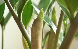 "Cây tiền" đến từ châu Phi nhưng lại là cây phong thủy quốc dân của cả châu Á: Mời gọi quý nhân, kích tài lộc rất tốt