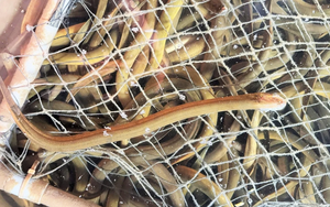 Bỏ vốn 20 triệu nuôi "nhân sâm dưới nước", anh nông dân Hà Tĩnh thu hơn 6,6 tỷ đồng/năm