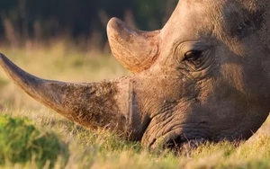 Nam Phi bắt ông Chu Đăng Khoa trong vụ án sừng tê giác