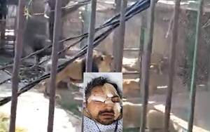 Say rượu thả 6 con sư tử khỏi chuồng, người đàn ông nhận cái kết đau đớn