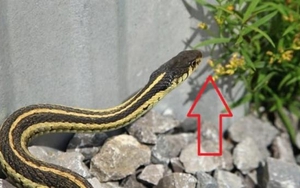 5 thứ dễ “gọi” rắn vào nhà