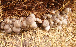 Đặc sản từ thứ bị vứt đi, được cố Thủ tướng nhắc tới: Nay giá gần 100.000đ/kg, giúp nhiều nhà đổi đời