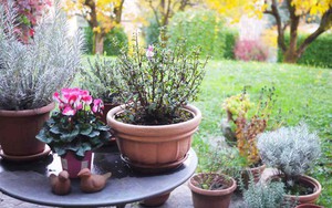 7 loại cây mang lại may mắn, nên trồng ngay trong vườn nhà