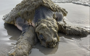 Cứu hộ tưởng nhìn nhầm khi thấy sinh vật đầy "lông" ở bờ biển, chuyên gia xác nhận: Chỉ còn 23.000 cá thể!