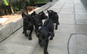 6 vật tự nhiên vào nhà được xem là dấu hiệu Thần Tài ghé thăm, chớ vội xua đuổi