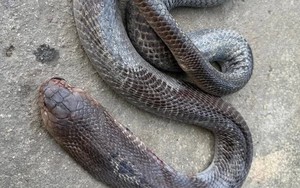 Cảnh báo đặc biệt tới những người bị rắn cắn