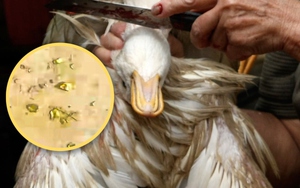 Mổ vịt phát hiện vàng thật trong dạ dày: Câu chuyện lạ ở Trung Quốc gây bão mạng xã hội