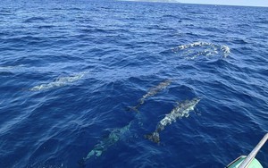 Tuần tra tưởng ảo giác khi thấy hơn 100 sinh vật trồi lên giữa biển, chuyên gia nói: Hiện tượng cực hiếm