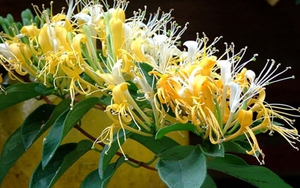 Loài cây trồng phòng khách xanh mướt quanh năm, hễ nở hoa còn là "điềm lành hiếm gặp", tài lộc đỉnh cao