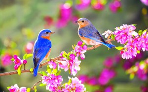 2 ngày nữa là Xuân phân, cổ nhân dặn ‘3 việc phải tránh’: Đọc xong thêm hiểu vì sao có nhà cả năm suôn sẻ