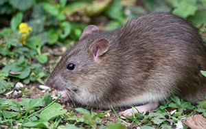 1 dấu hiệu cho thấy chuột đã lẻn vào vườn: Ai phải rất tinh mới nhận ra