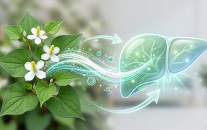 Loại rau gia vị phải 'bịt mũi' khi ăn nhưng hỗ trợ thải độc gan cực tốt