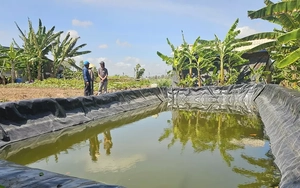 Những giếng đào trơ đáy