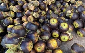 5 loại trái cây đặc sản miền Tây, cả nước hiếm nơi tìm thấy