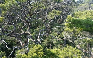 "Kho báu sống" quý hiếm cả thế giới chỉ Việt Nam có: Sống được nghìn năm nhưng đang bên bờ tuyệt chủng