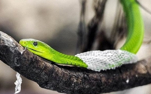 5 dấu hiệu có rắn trong nhà, số 1 gây "lạnh sống lưng"