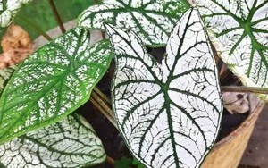 3 loại cây người trên 40 tuổi không nên trồng