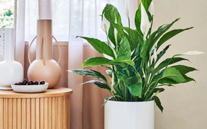 Cây lan ý sẽ tươi tốt và nở hoa rực rỡ nếu được đặt ở vị trí này trong nhà