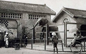 Sở thú lâu đời nhất Việt Nam bất ngờ “hẹn” khách vào 9h sáng Chủ nhật tuần này