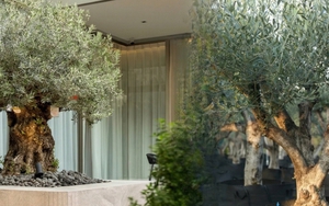 Giới nhà giàu đang mê mệt loại cây này: Không chỉ đẹp mà còn hút lộc, giá nhỉnh... sương sương vài tỷ đồng!