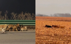 Hơn cả phim ảnh: 7 chú chó bị trộm cùng nhau vượt 17km tìm đường về nhà