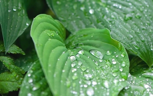 5 loại cây "dụ" muỗi đến nhà, nếu trồng nên chú ý