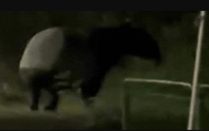 "Quái thú" có bước đi 'vang như tiếng vó ngựa' xuất hiện giữa phố, chuyên gia hé lộ: Chỉ còn 2.500 cá thể