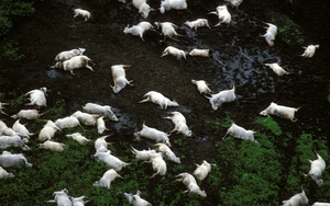 Thảm họa "hồ giết người" cướp đi 1.746 sinh mạng chỉ trong một hơi thở