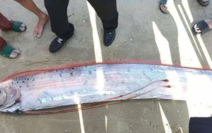 Cá Mái chèo dài gần 4 m dạt vào bờ biển ở Lâm Đồng, người hiếu kỳ vây quanh