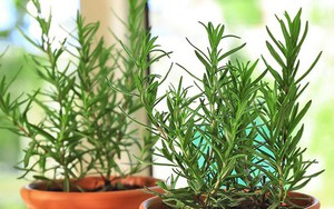 3 loại cây nên trồng trong nhà, đuổi muỗi hiệu quả, thơm phòng