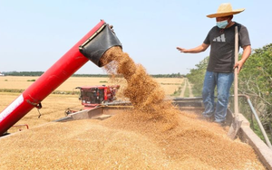 Phát minh của Trung Quốc làm rung chuyển ngành lương thực: Tạo ra mô hình ruộng lúa tái sinh không cần gieo trồng lại, năng suất 18 tấn/ha