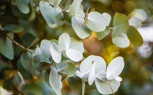 9 loại cây đuổi muỗi nên trồng ngay trong nhà vào mùa hè này