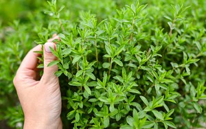 8 loại cây muỗi rất "sợ"