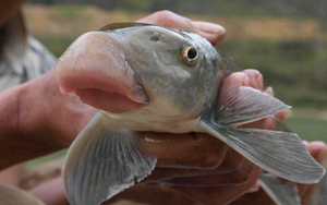 Giá chục triệu 1 kg, "thuỷ quái mõm lợn" ở Phú Thọ chỉ vua chúa và giới quý tộc mới được ăn