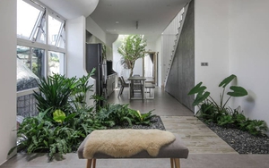 3 loại cây đừng đặt trong phòng khách: Ảnh hưởng tới tài lộc, vận khí